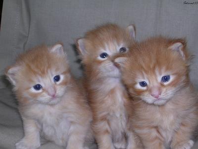 trop mini